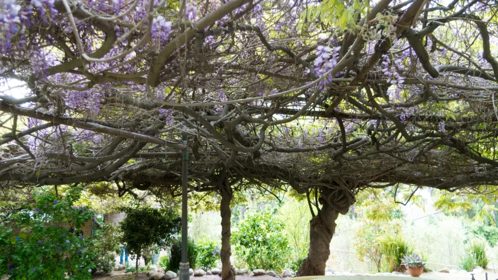 The Wistaria vine festival, Sierra Madre