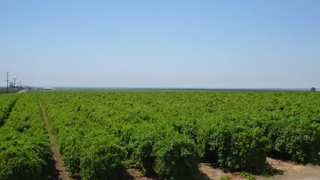 Rows of green crops in a San Joaquin Valley farm field near McFarland, California