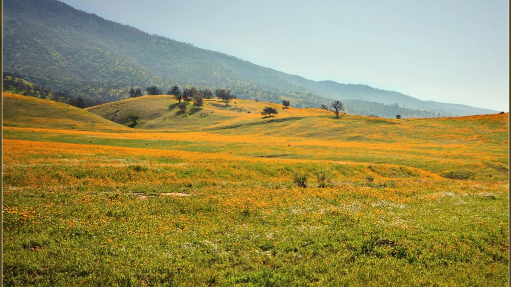 Orange and yellow spring wildflowers covering rolling hills near Arvin in Kern County